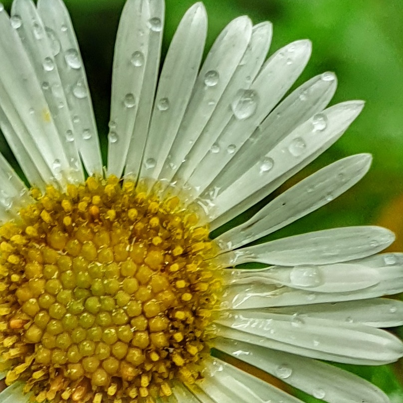 the yellow centre of a daisy and three quaters of its white petals spotted with raindrops