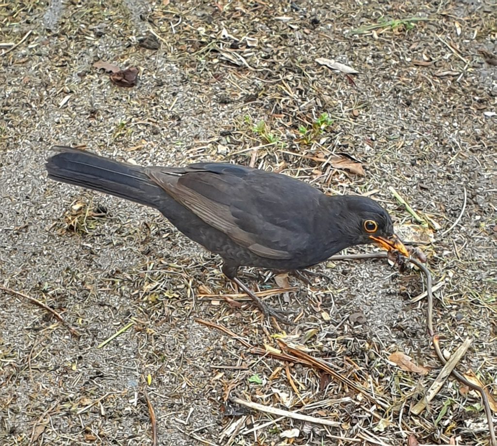 a blackbird pecking at the dusty ground it has bugs in its beak