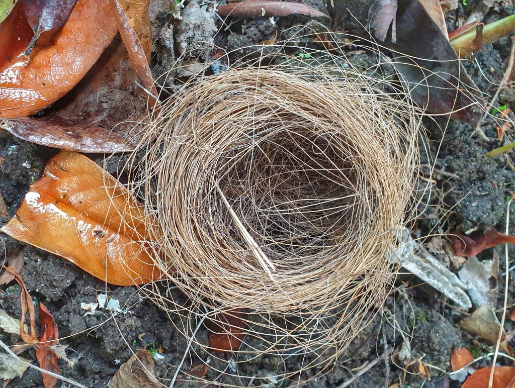 the remnants or the beginnings of a birds nest lying on the ground